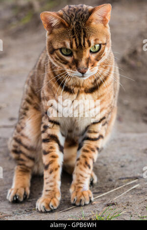 reinrassige Bengal-Katze Stockfoto