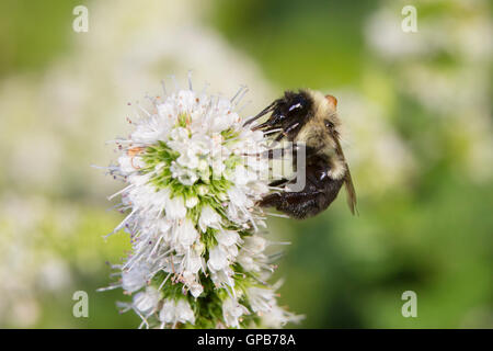 Bombus Impatiens, die gemeinsamen östlichen Hummel Stockfoto