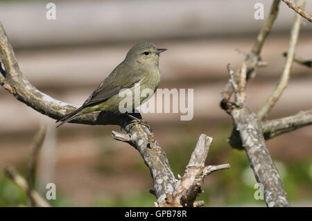 Orange gekrönt Warbler im Baum Stockfoto