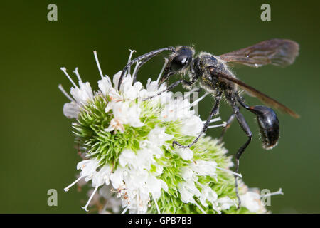 Große schwarze Wespe - Sphex pensylvanicus Stockfoto