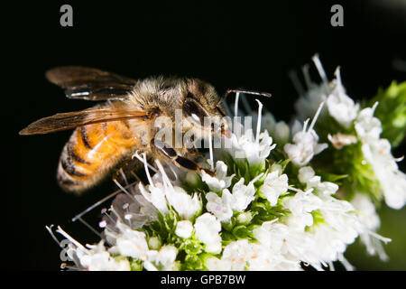 Honigbiene (Apis Mellifera) sammeln von Nektar und Pollen auf Mentha Sachalinensis ist durch den gemeinsamen Namen Garten Minze bekannt. Stockfoto