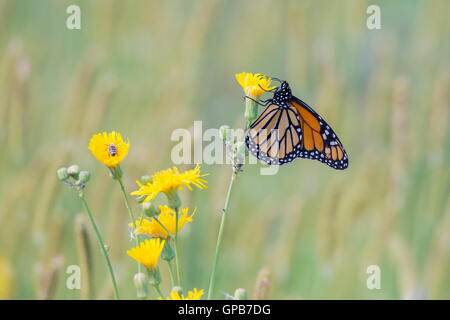 Monarchfalter (Danaus Plexippus) im Sommer isoliert auf grauem Hintergrund. Stockfoto