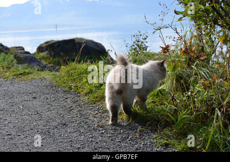 schöne Katze, die Vegetation auf der Seite einen Feldweg neben der Küste erkunden Stockfoto