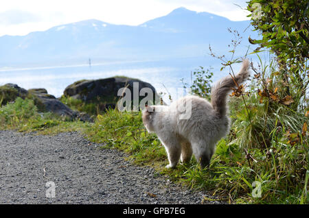 schöne Katze, die Vegetation auf der Seite einen Feldweg neben der Küste erkunden Stockfoto