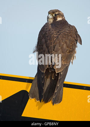 Wanderfalke auf Verkehrszeichen Stockfoto