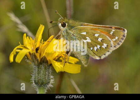 Weibliche Silber getupft Skipper, Hesperia Komma in Chilterns, England, im Spätsommer, Fütterung auf Hawksbit. Stockfoto