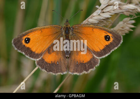 Weibliche Gatekeeper Schmetterlinge, Pyronia Tithonus, auch bekannt als die Hecke braun. Häufig im Sommer, Stockfoto