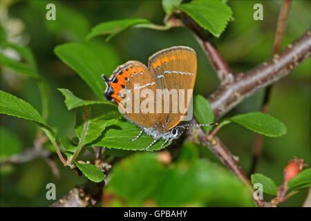 Eine weibliche schwarze Zipfelfalter Schmetterling, Strymonidia Pruni, auf Schlehe, die Larven Foodplant. Dieses Insekt ist sehr selten. Stockfoto