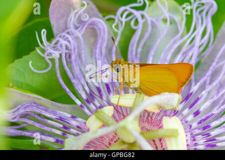 Eine Delaware Skipper (Anatrytone Logan) Nectaring auf lila Passionsblume (Passiflora Wurzelsud), Indiana, Vereinigte Staaten Stockfoto