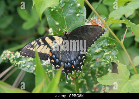 Ein Mosaik (oder ein möglicher Gynandromorph) des Östlichen Tiger-Schwalbenschwanzschmetterlings (Papilio glaucus) im Big Oaks National Wildlife Refuge, Indiana, USA Stockfoto