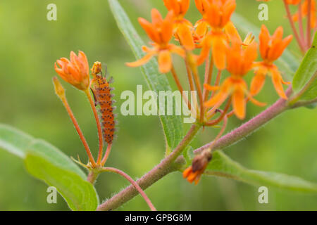 Eine unerwartete Cycnia Motte Raupe (Cycnia inopinatus / Cycnia collaris) auf einer Schmetterlingsweed Pflanze (Asclepias tuberosa), Indiana, USA Stockfoto