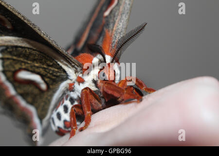 Nahaufnahme von einem weiblichen Cecropia Silkmoth (Hyalophora Cecropia) ruht auf einer menschlichen Hand, Indiana, Vereinigte Staaten Stockfoto