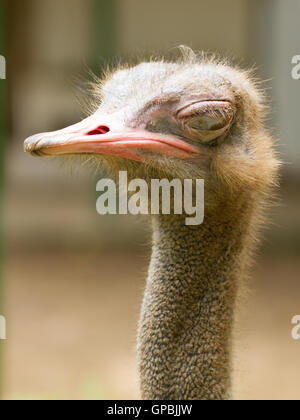 Strauß steht in einem Zoo in Saigon Stockfoto