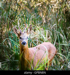 Erschrocken männliche Rehe (Capreolus Capreolus) mit schiefen Geweih in der Nähe von senden, Surrey, Süd-Ost-England im Sommer Stockfoto