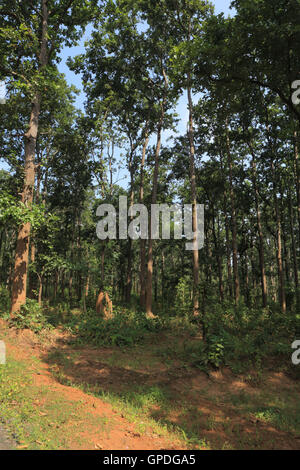 Dichten Wald, Jagdalpur, Bastar, Chhattisgarh, Indien, Asien Stockfoto