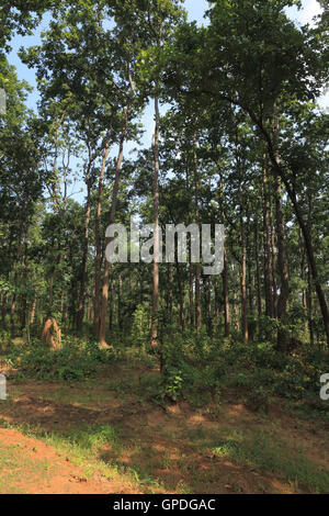 Dichten Wald, Jagdalpur, Bastar, Chhattisgarh, Indien, Asien Stockfoto