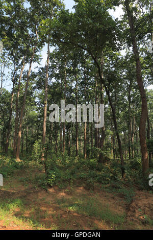 Dichten Wald, Jagdalpur, Bastar, Chhattisgarh, Indien, Asien Stockfoto