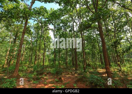 Dichten Wald, Jagdalpur, Bastar, Chhattisgarh, Indien, Asien Stockfoto