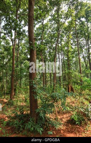 Dichten Wald, Jagdalpur, Bastar, Chhattisgarh, Indien, Asien Stockfoto