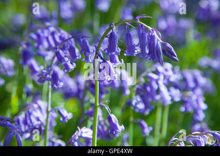 Nahaufnahme von einem nativen UK Bluebell. Stockfoto
