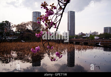 Wohnblocks spiegelt sich in einem Teich im Ueno Park in Tokio, Japan Stockfoto