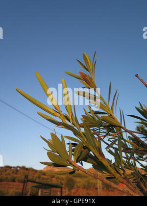 Nahaufnahme der Samenkapseln auf Oleander Strauch in Alora Landschaft, Andalusien Stockfoto