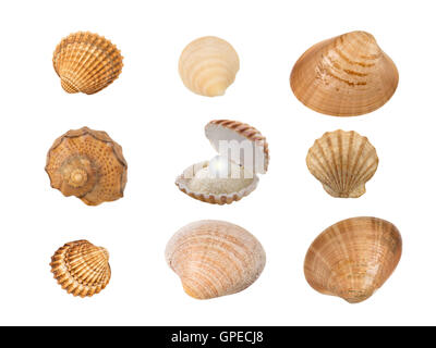Satz von neun Muscheln isoliert auf weiss Stockfoto