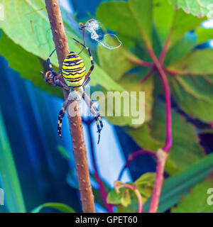 Die gelbe gestreifte giftige Wespe Spinne (Argiope Bruennichi) im europäischen Garten Stockfoto