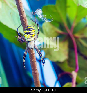 Die gelbe gestreifte giftige Wespe Spinne (Argiope Bruennichi) im europäischen Garten Stockfoto