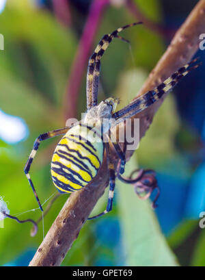 Die gelbe gestreifte giftige Wespe Spinne (Argiope Bruennichi) im europäischen Garten Stockfoto