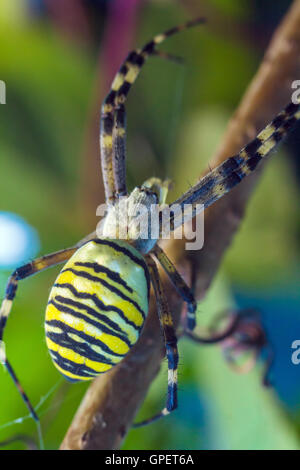 Die gelbe gestreifte giftige Wespe Spinne (Argiope Bruennichi) im europäischen Garten Stockfoto