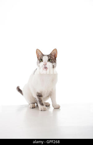 Niedliche ausgebildete Cat in den weißen Hintergrund essen wollen. Er in des Foto-Studios Garten und Liebe geboren, im Reflektor Glanz Stockfoto