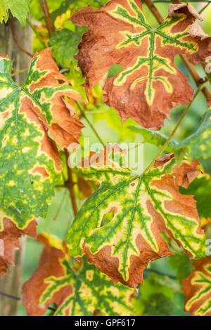 Weinblätter in Herbstfarben. Weinberge im Herbst Ernte. Herbst Blätter Hintergrund. Stockfoto