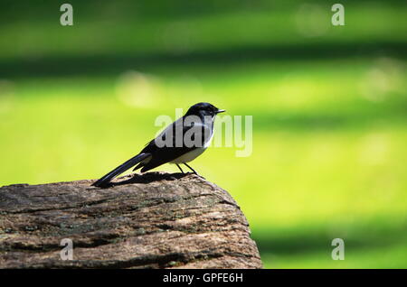 Willie Wagtail sitzen auf einem Baumstamm in einem National Park Picknick Stockfoto