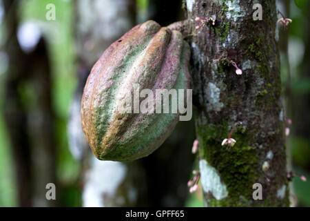 Kakaofrüchte auf ein Kakaobaum in Costa Rica Stockfoto