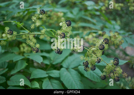 Narde schwarze Beeren Aralia racemosa Stockfoto