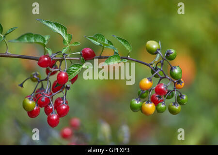 Rote Beeren von Solanum Dulcamara bitter bitter Nachtschatten blau Ackerwinde Stockfoto