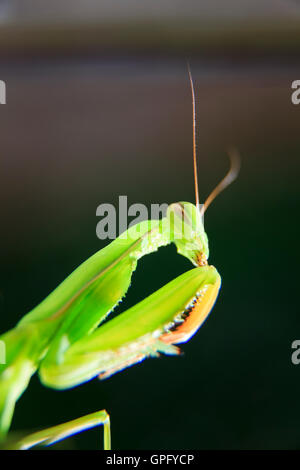 Gottesanbeterin Mantis Religiosa hautnah Stockfoto