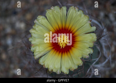 Astrophytum Capricorne Blume Nahaufnahme Ziegenmilch Horn Kaktus Stockfoto