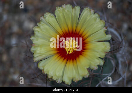 Astrophytum Capricorne Blume Nahaufnahme Ziegenmilch Horn Kaktus Stockfoto