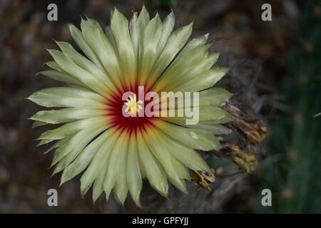 Astrophytum Capricorne Blume Nahaufnahme Ziegenmilch Horn Kaktus Stockfoto