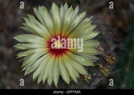 Astrophytum Capricorne Blume Nahaufnahme Ziegenmilch Horn Kaktus Stockfoto