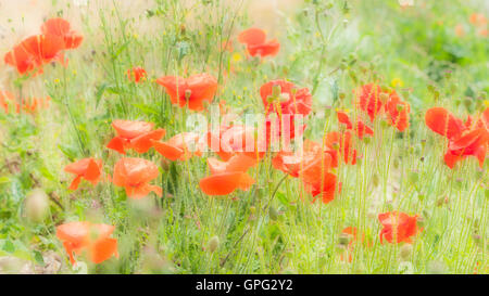 Mohnblumen Stockfoto