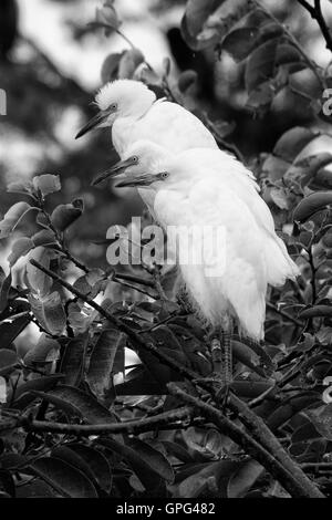 Ein Trio von juvenile Kuhreiher steht companionably zusammen in einem Teich Apfelbaum. Ein Regentag in der Kolonie, huddle Küken, Stockfoto