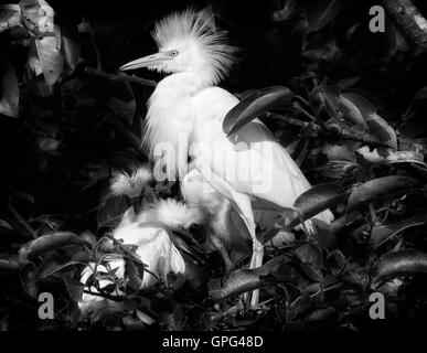 Übergeordneten Kuhreiher sieht königlich, wie es in der Nähe seiner widerspenstigen Nachwuchs mit voller Zucht Gefieder in schwarz / weiß dargestellt steht. Stockfoto