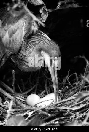Die Louisiana Reiher aka dreifarbige Reiher neigt seinen Eiern in einen intimen Blick durch die sonnendurchfluteten Zweige. Stockfoto