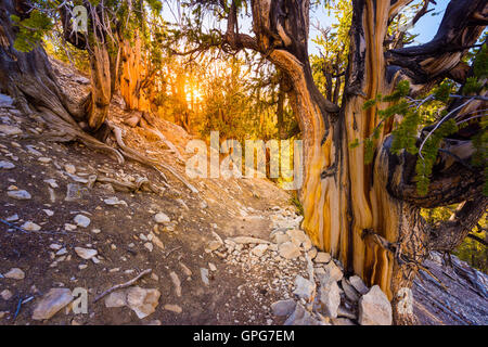 Methuselah Trail Loop Borste Kegel Pine Forest Kalifornien Stockfoto