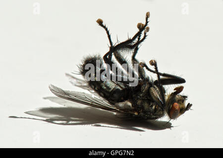 Eine sterbende gemeinsame Fleisch Fly Sarcophaga Carnaria hautnah auf einem Fensterbrett Stockfoto