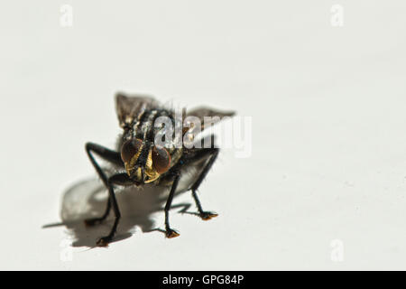 Gemeinsamen Fleisch Fly Sarcophaga Carnaria hautnah auf einem Fensterbrett Stockfoto