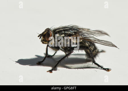 Gemeinsamen Fleisch Fly Sarcophaga Carnaria hautnah auf einem Fensterbrett Stockfoto